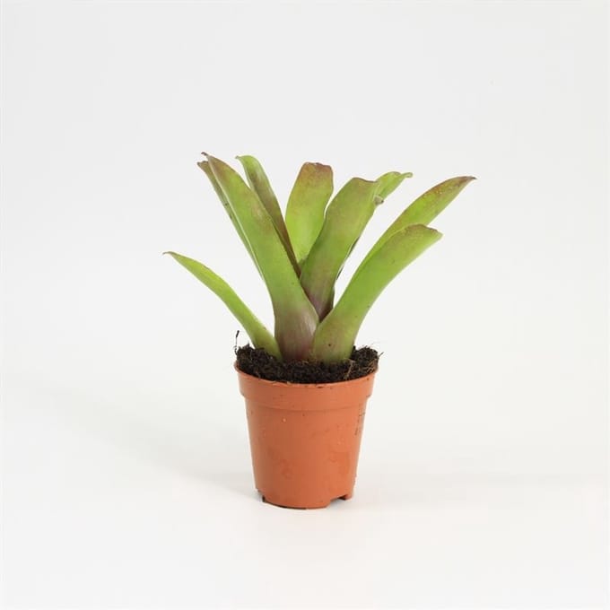 Moerings Neoregelia Bromelia in 5 cm pot