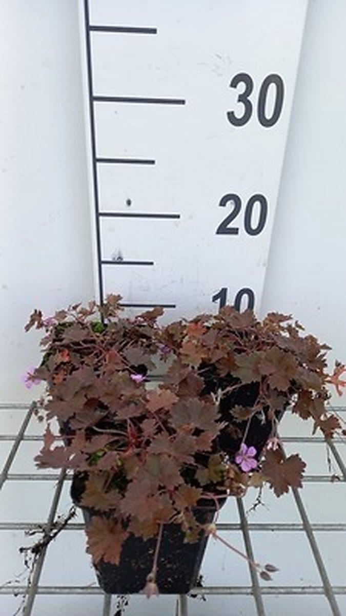 6x Ooievaarsbek - Geranium hybr. 'Bob's Blunder' | 9x9 cm pot
