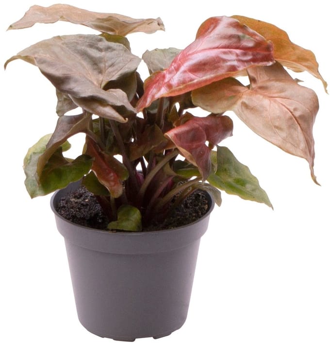 Syngonium Maria - Hoogte 14cm - Pot 6cm