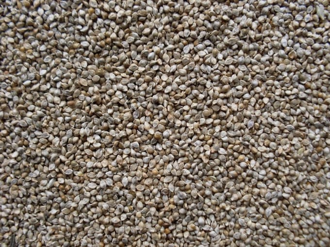 Garvo Japans Millet (GA841)
