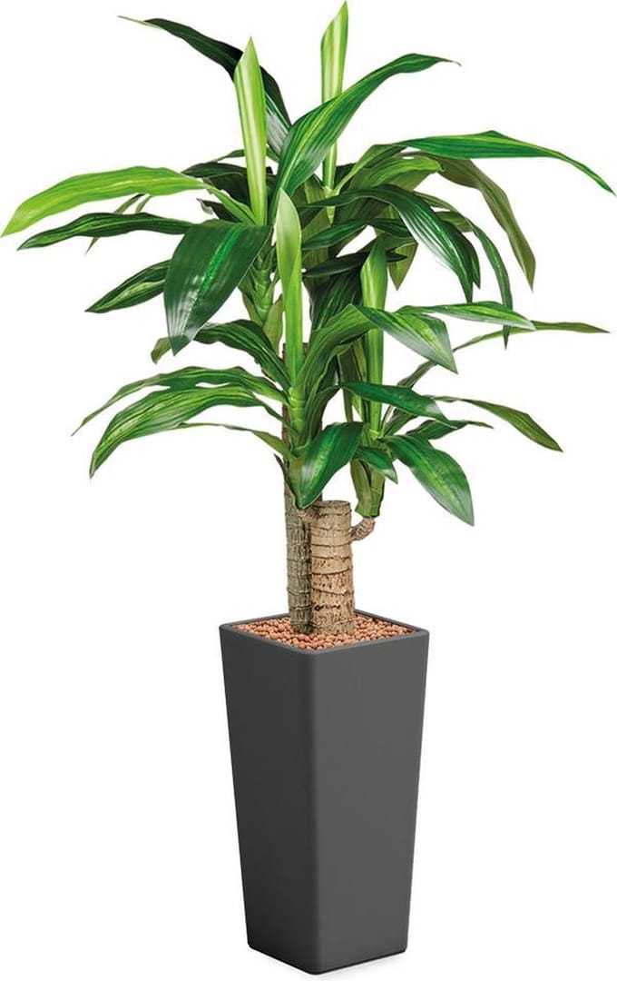 HTT - Kunstplant Dracaena Fragans in Clou vierkant antraciet H135 cm