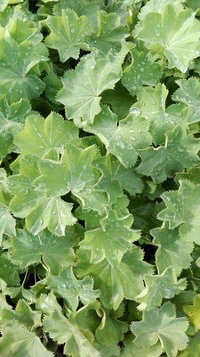 6x Vrouwenmantel - Alchemilla mollis | pot 9 x 9 cm