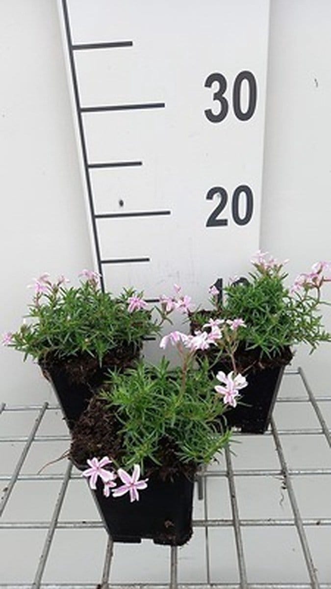 6x Vlambloem - Phlox (s) 'Candy Stripes' | 9x9 cm pot