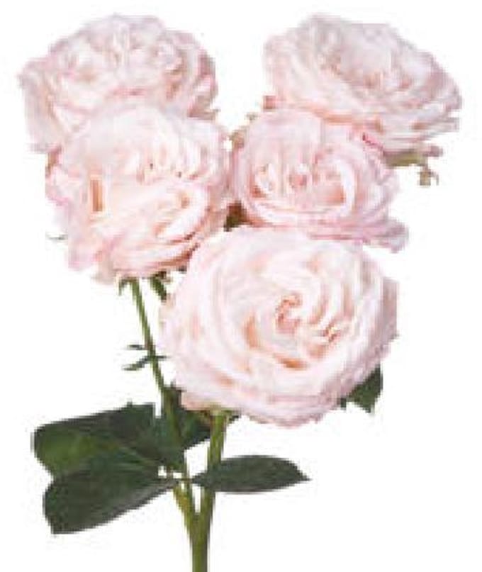 10x Rosa bombastic 60cm