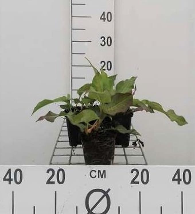 6x Duizenknoop - Persicaria ampl. 'Alba' | 9x9 cm pot