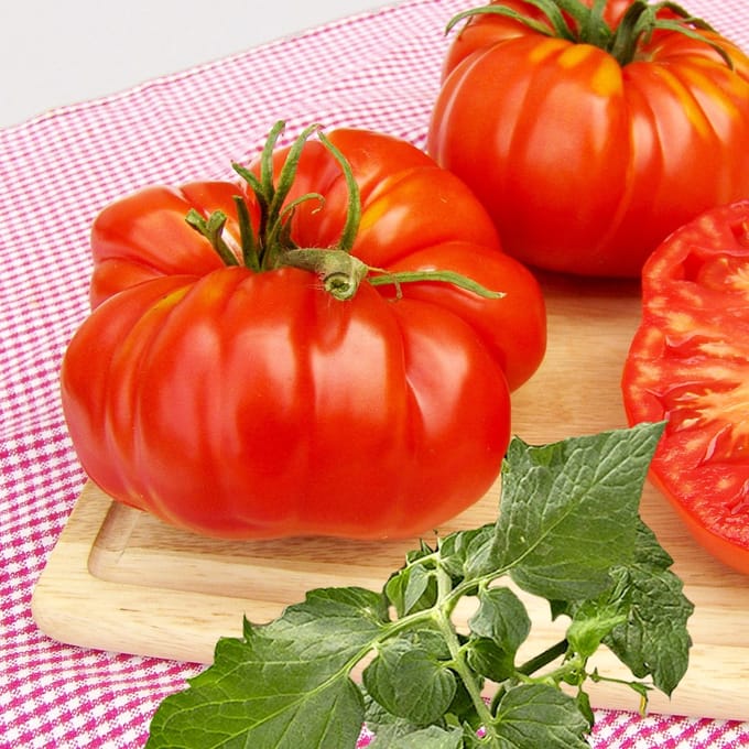 Tomaat (Lycopersicon lycopersicum) - Vlees Brutus - Moestuin - bloeit in Oktober / Juli / Augustus / September