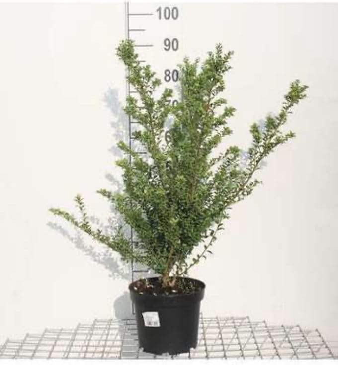Ilex x meserveae ‘Heckenstar’ - Amerikaanse hulst 40 - 60 cm in pot
