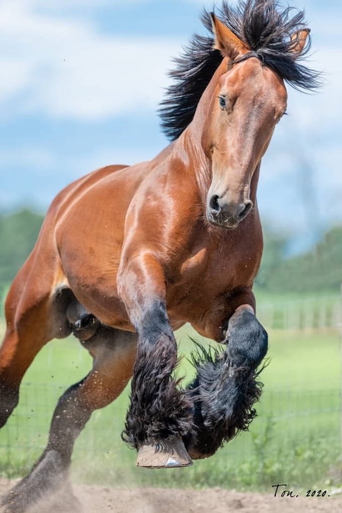 Trekpaarden TW18 - Canvas - Ton van der Weerden - 70 x 100 cm