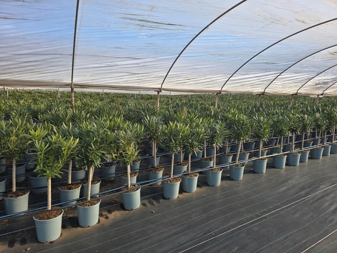 Sunny Tree - Plant - Oleander op stam - Nerium Oleander - 100-120 cm - Kleur Wit - Buitenplant