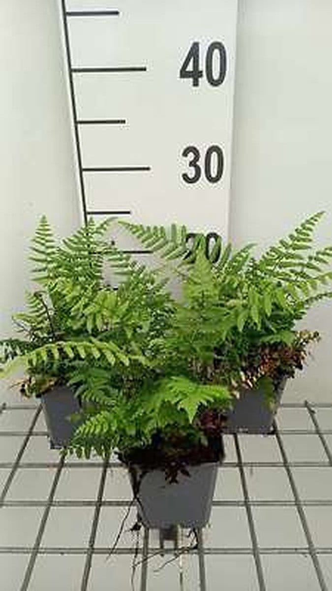 6x Nepalvaren - Dryopteris wallichiana | 9x9 cm pot
