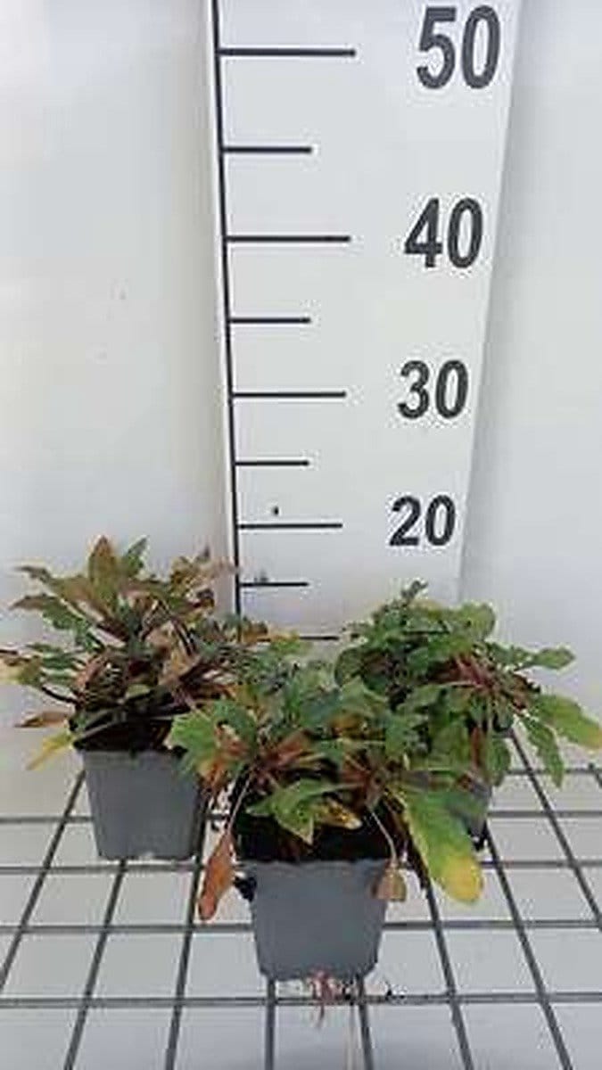 6x Wederik - Lysimachia atropurpurea | 9x9 cm pot