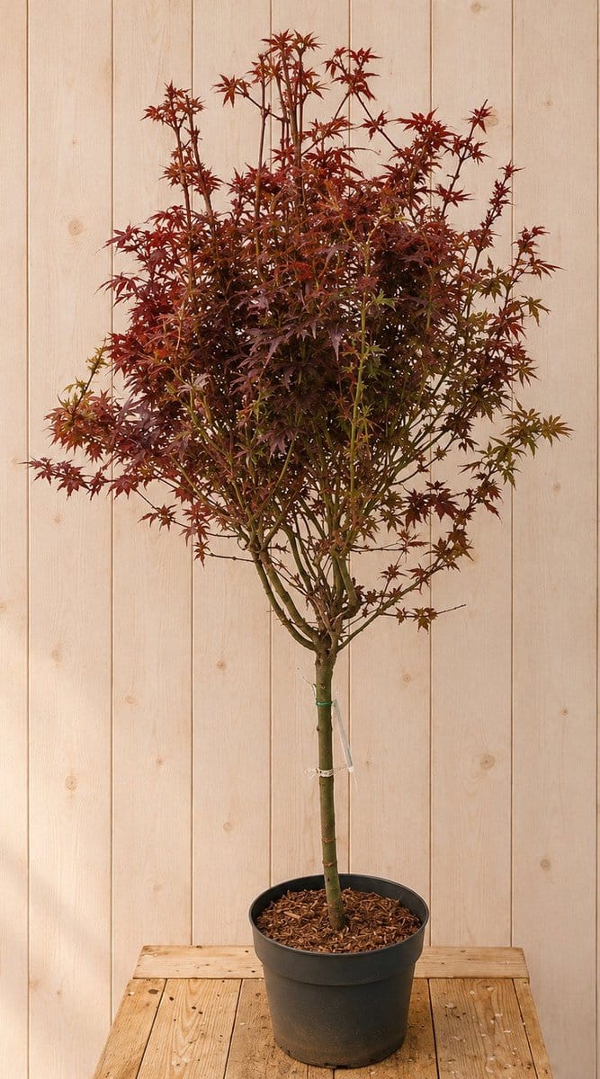 Acer Palmatum Japanse Esdoorn 'Shaina' 140 cm Warentuin Natuurlijk