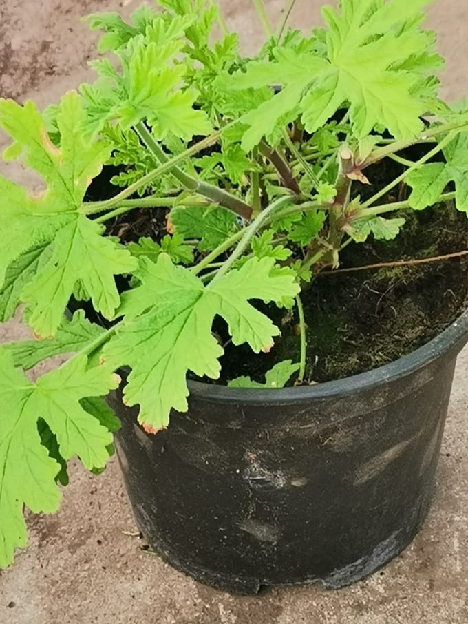 Citroen Geranium Natuurlijke Muggenverdrijver. Pelargonium Graveolens.