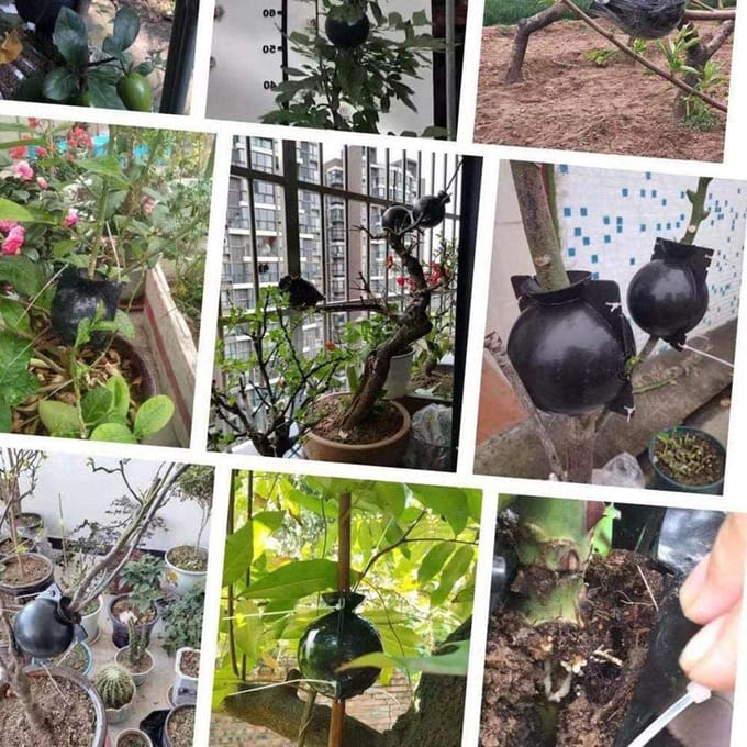 3 stuks Plant Rooting Sphere Ent Rooting Growing Box Kweekkrat voor tuinplanten