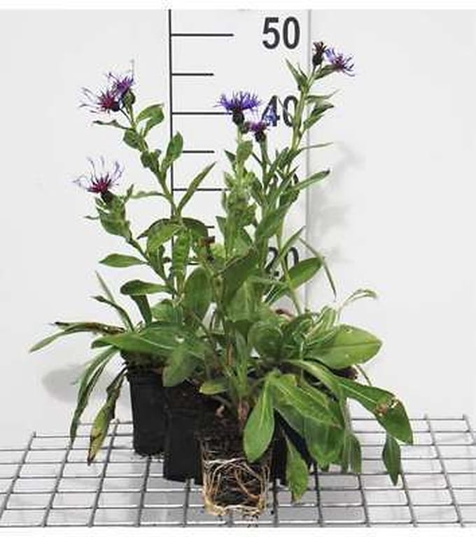 6x Korenbloem - Centaurea mont. 'Coerulea' | 9x9 cm pot