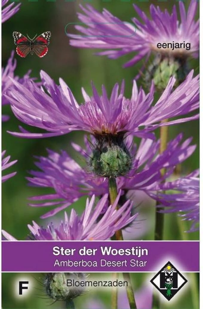 Van Hemert & Co - Ster der Woestijn (Amberboa muricata)