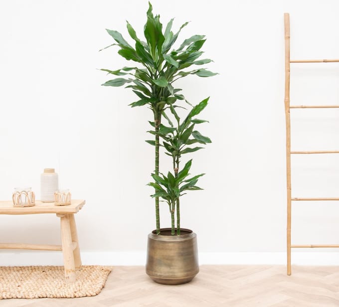 Dracaena Janet Lind XL - 160cm