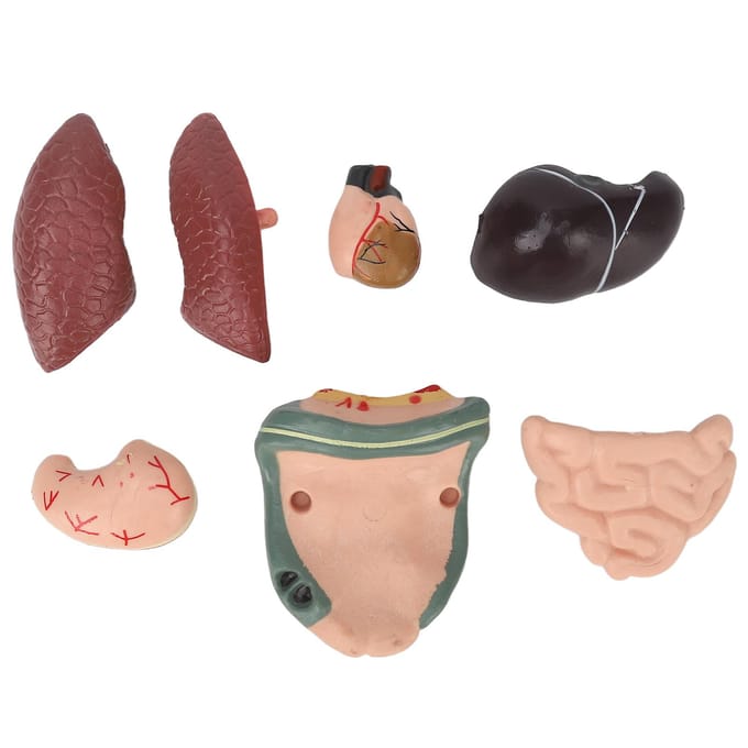 Menselijk Lichaamsmodel Afneembaar Simulatie Unisex Menselijk Torso Model voor Onderwijs Studie Studenten brown