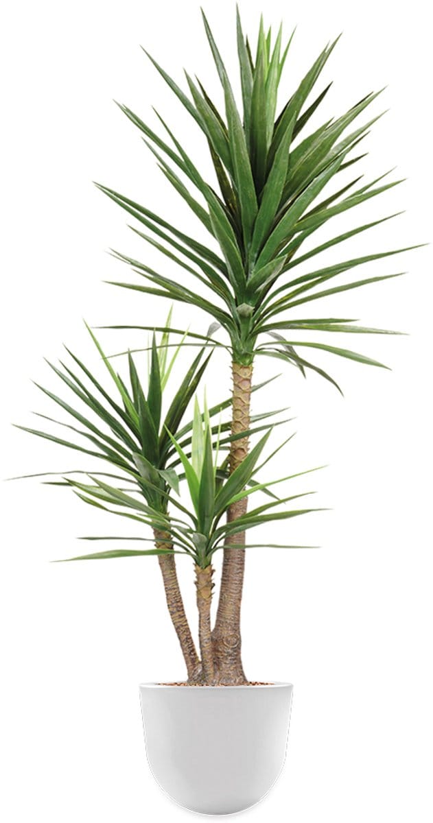 Kunstplant Yucca in Eggy H175 cm