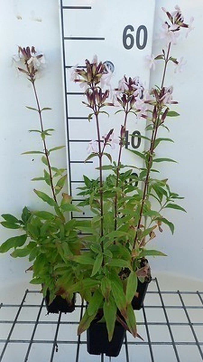 6x Zeepkruid - Saponaria officinalis | 9x9 cm pot