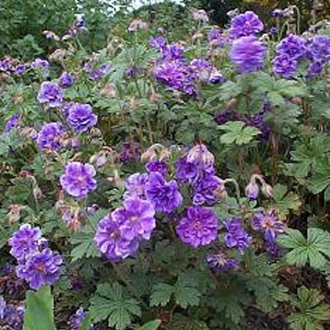 6 x Geranium Himalayense 'Plenum' - Ooievaarsbek pot 9x9cm