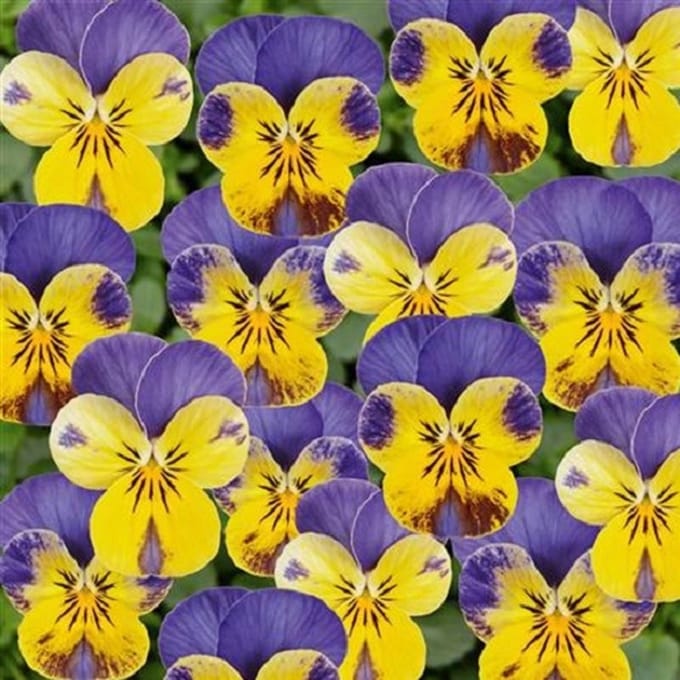 Violen Twixini Yellow Blue Wing F1
