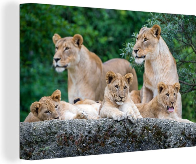 Canvas Schilderij Leeuwen - Dieren - Welpen - 120x80 cm - Wanddecoratie