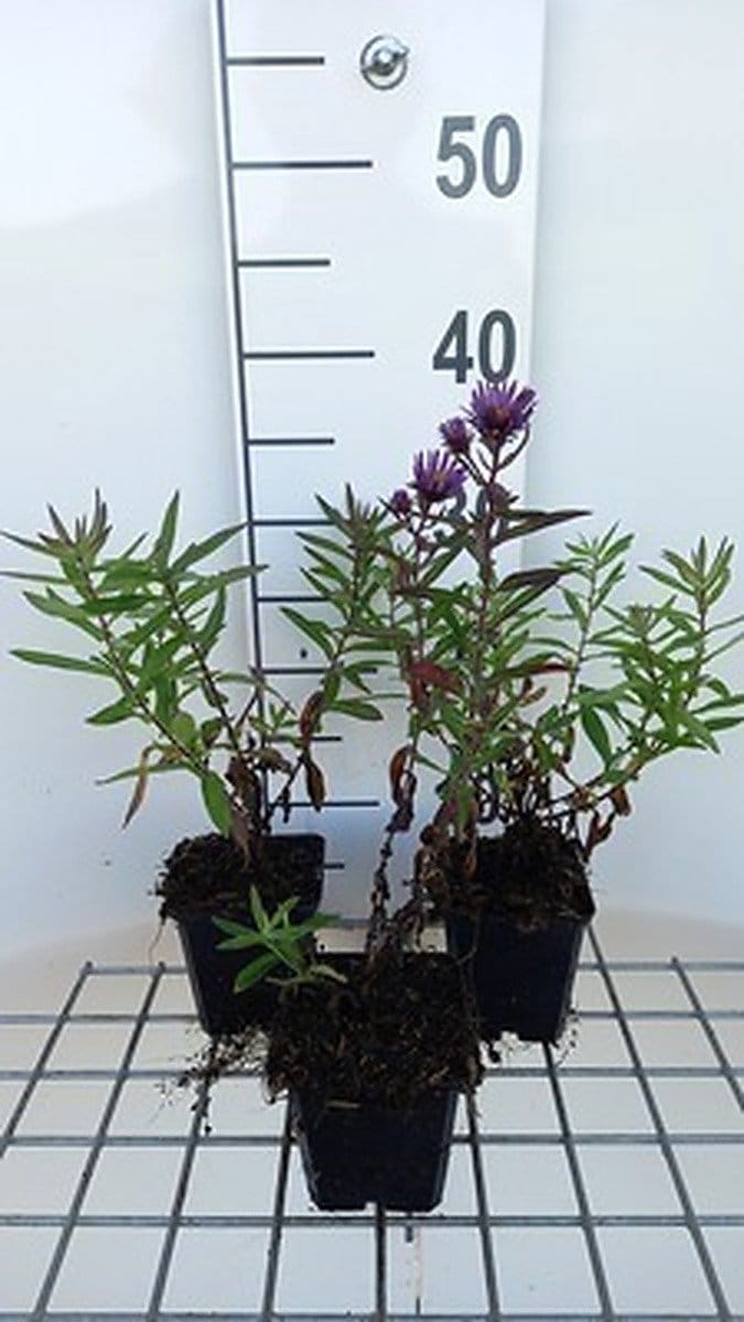 6x Aster - Aster n.a. 'Barr's Blue' | 9x9 cm pot