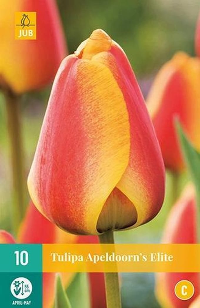 X 10 Tulipa Apeldoorn's Elite