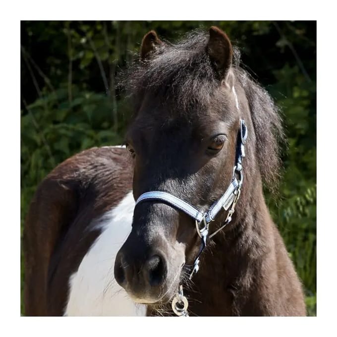 Paardenhalster in twee verschillende maten Kavalkade Shorty