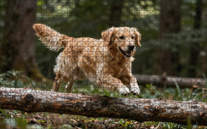 Puzzel Golden Retriever in het bos | 1000 stukjes | Dierenpuzzel | Hondenpuzzel