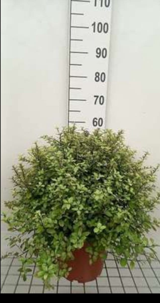 2 x Potentilla frut. 'Goldteppich' - Struikganzerik, Heesterganzerik, 25- 30 cm in pot