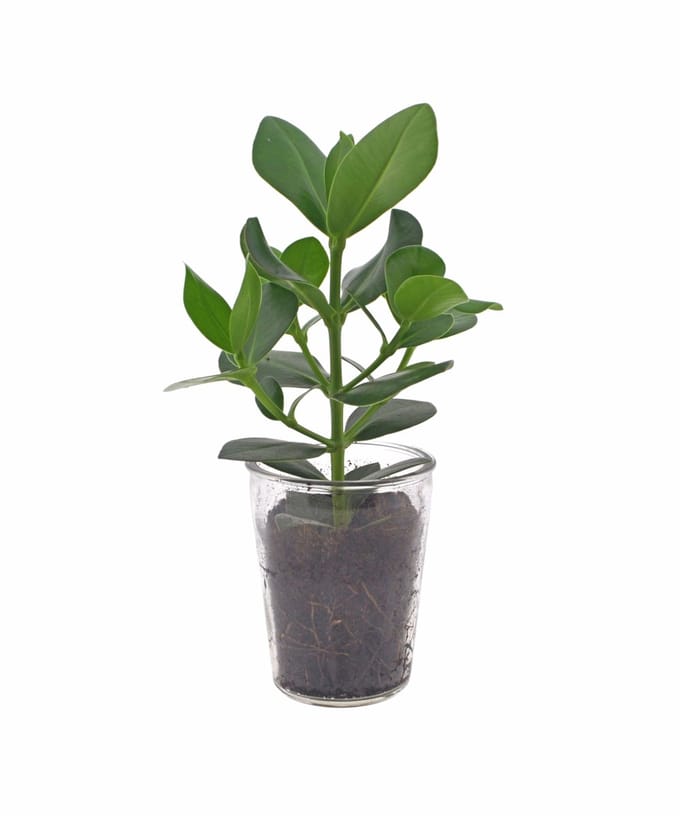 Clusia rosea Princess | 35cm | Vaasglas