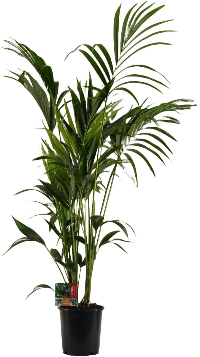 Kentia Palm - Hoogte 170cm - Pot 24cm