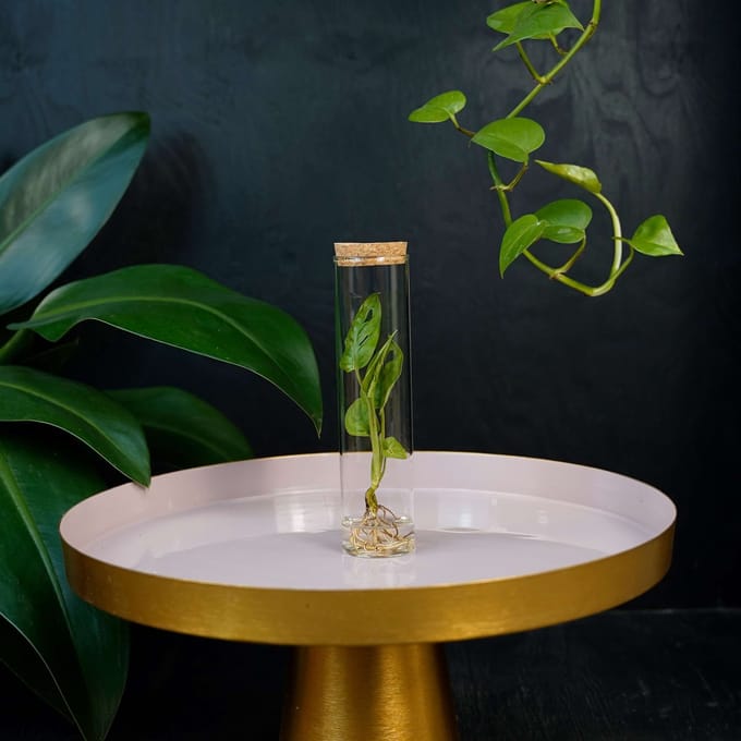 Tubes | plant in glas |Monstera Adansonii
