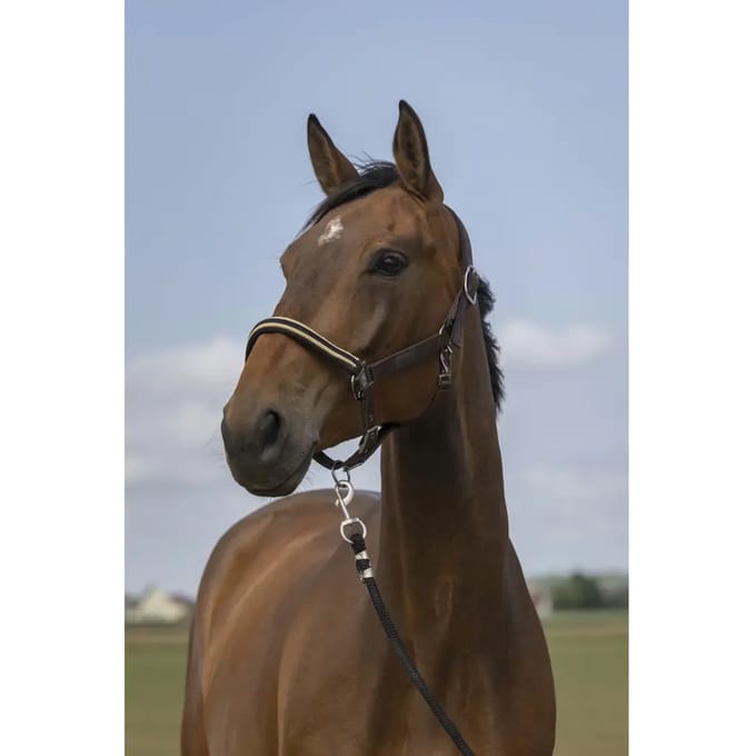 Nylon chevron halster Equithème
