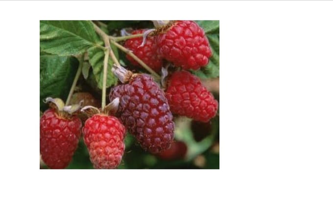 Rubus 'Logan(berry)' - Loganbes, Brambozen in pot