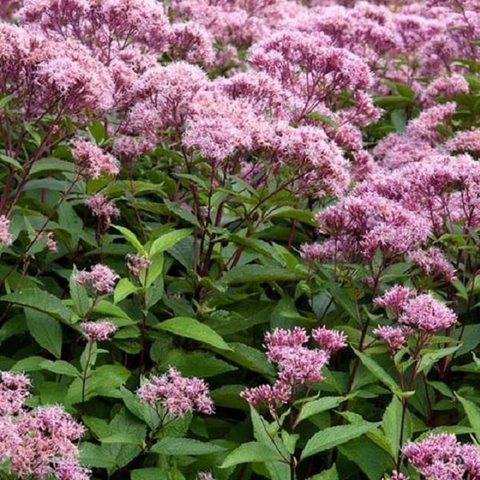 6 x Eupatorium Maculatum 'Atropurpureum ' - Koninginnekruid pot 9x9cm
