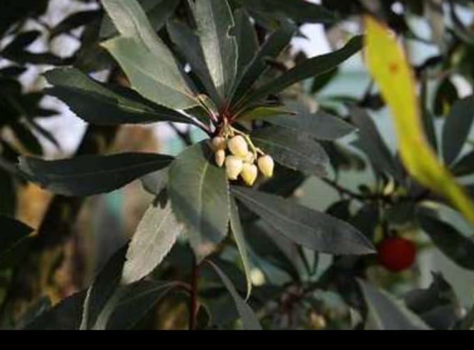 Arbutus unedo - Aardbeiboom 30- 40 cm in pot