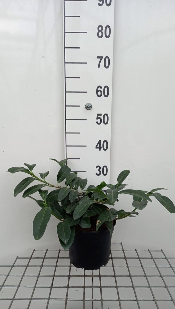 Prunus laurocerasus 'Mount vernon' - Laurierkers 30 - 40 cm in pot