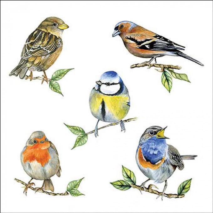 Ambiente Servet 25 Bird species white