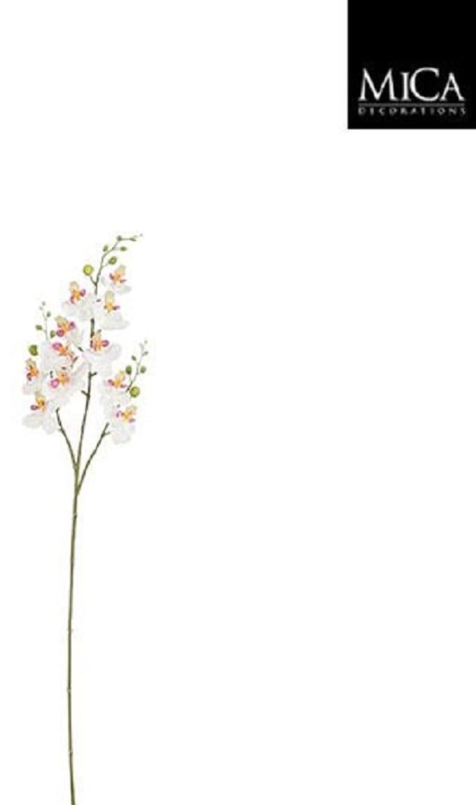 Phalaenopsis white - l75cm