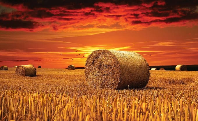 Poster | Oranje | 104 x 70,5 cm