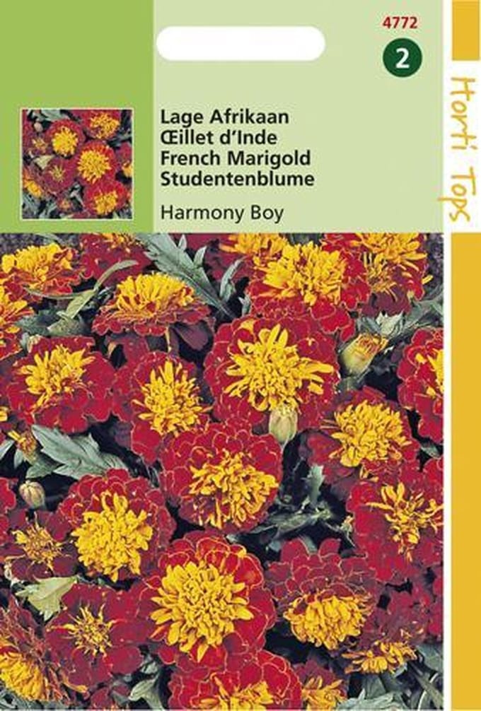 Hortitops Zaden - Tagetes patula nana Petite Harmony