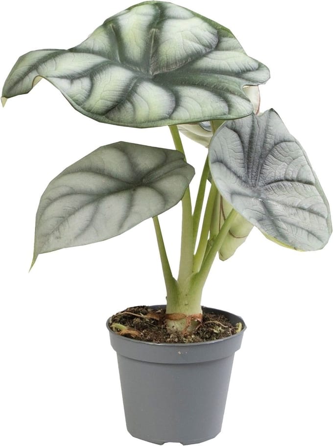 Alocasia Silver Dragon - Terrariumplant