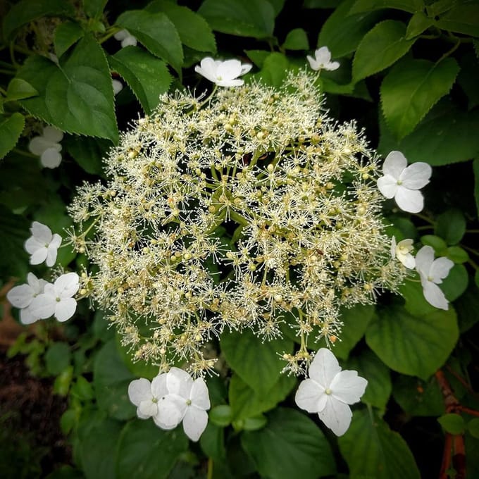 Hydrangea anomala 'Petiolaris' - Klimhortensia 60-80 cm in pot