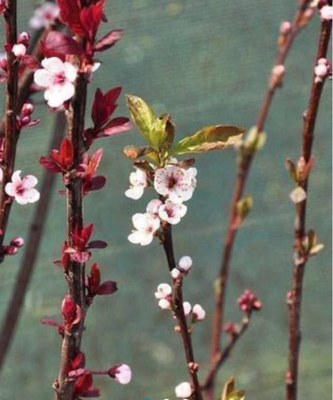 Prunus cistena - Sierpruim 60 - 80 cm in pot
