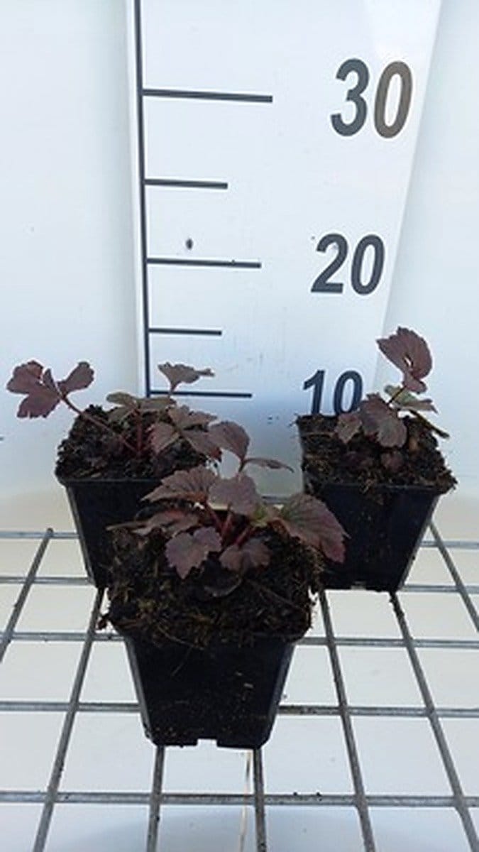 6x Kijkblad - Rodgersia pinn. 'Chocolate Wings' | 9x9 cm pot