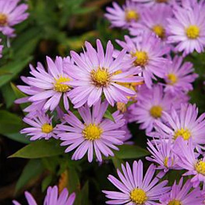 6 x Aster Dumosus 'Anneke'  - Herfstaster pot 9x9cm