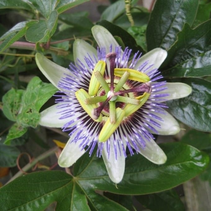 Passiebloem - Passiflora caerulea 50-60 cm